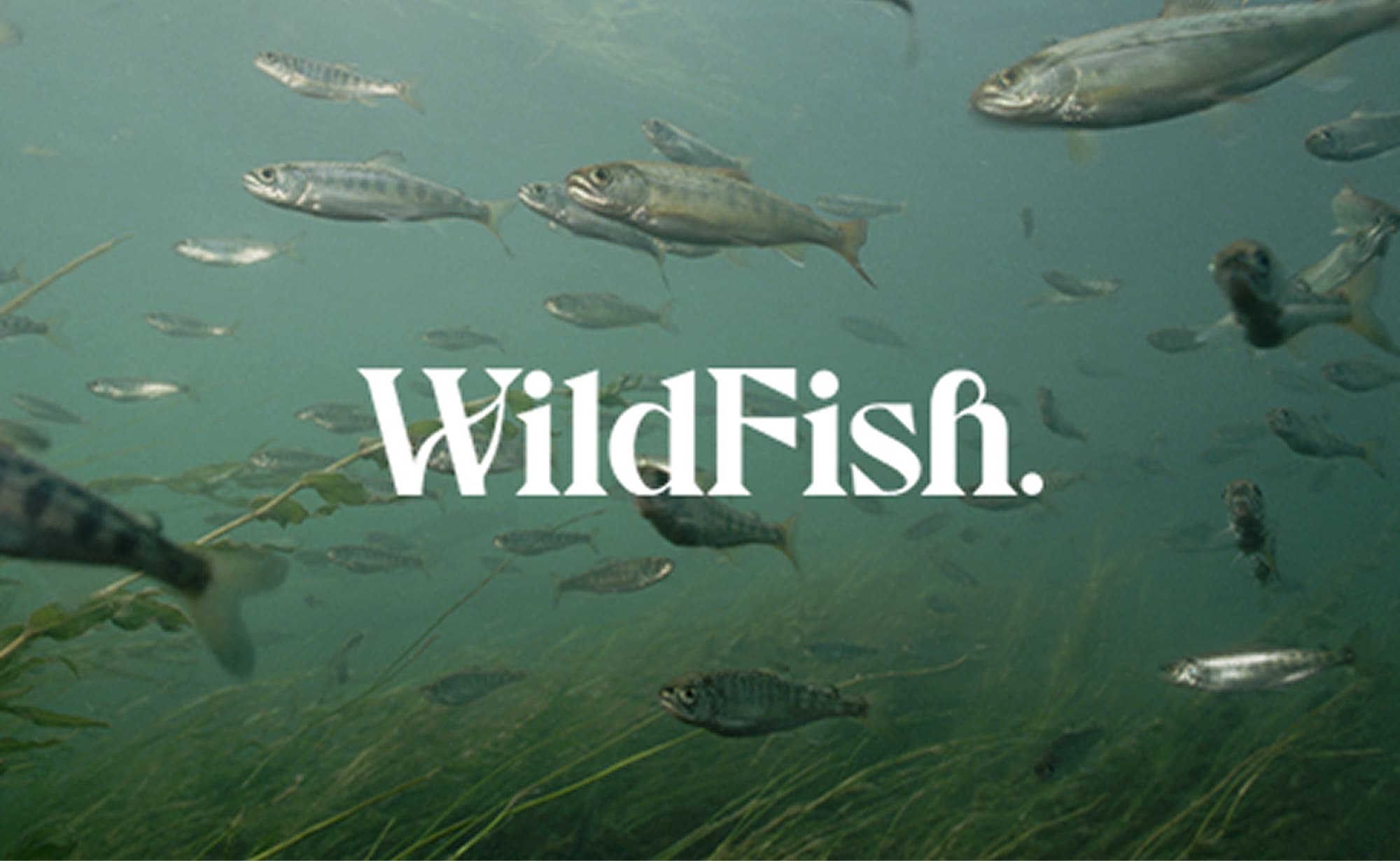 WILDFISH