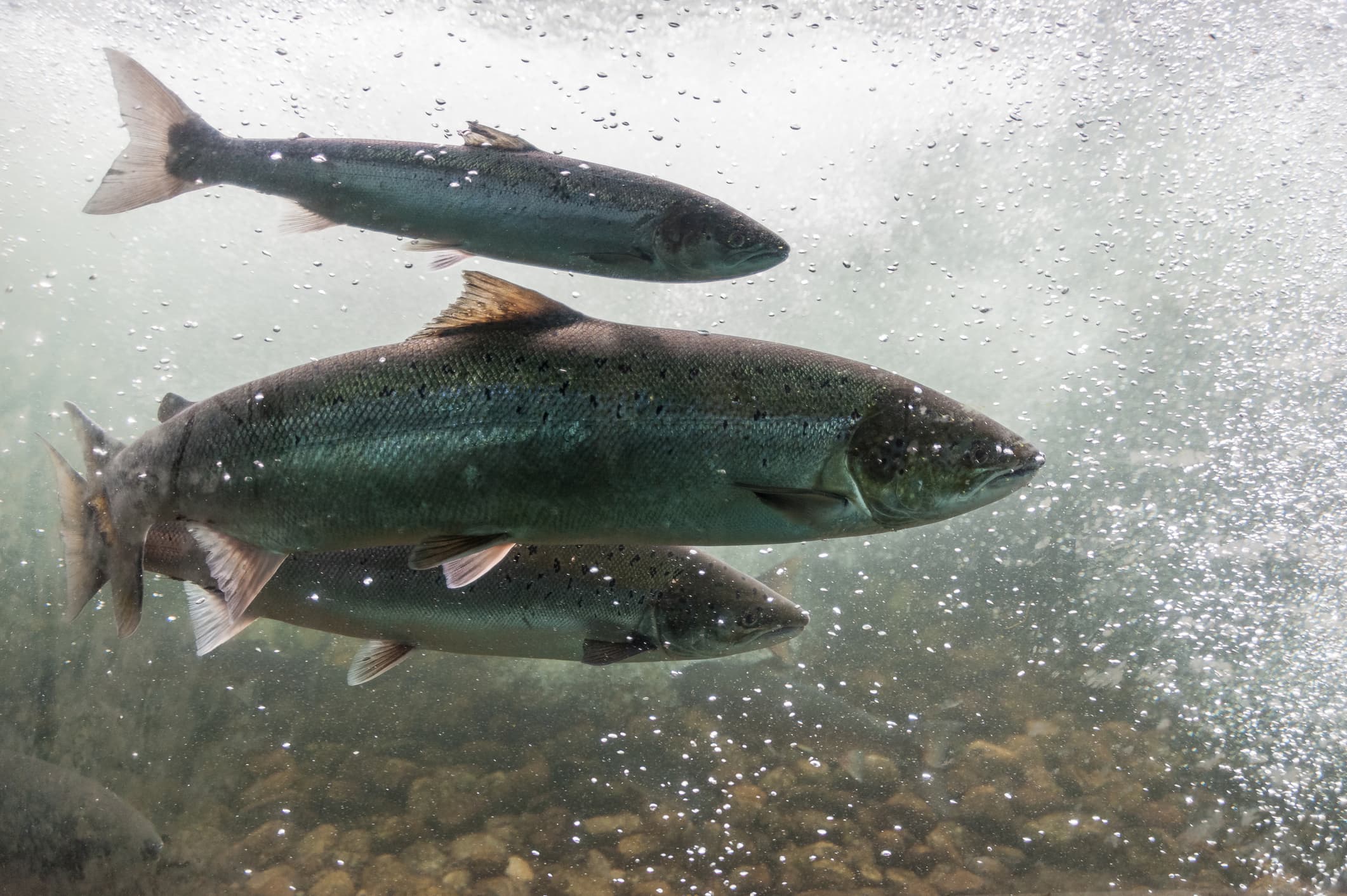 Salmon swimming against river current. Norway, Stavanger region, Rogaland, Ryfylke scenic route. Salmon in these rivers is a very significant part of the worldwide stock of Atlantic salmon. cover image